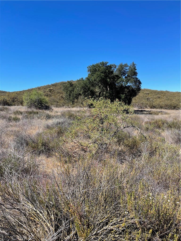 a view of a dry yard with trees and bushes