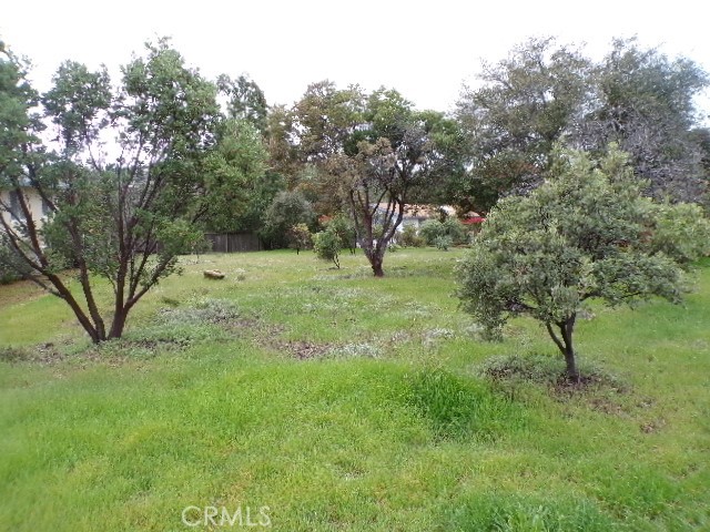 a big yard with lots of green space and deers