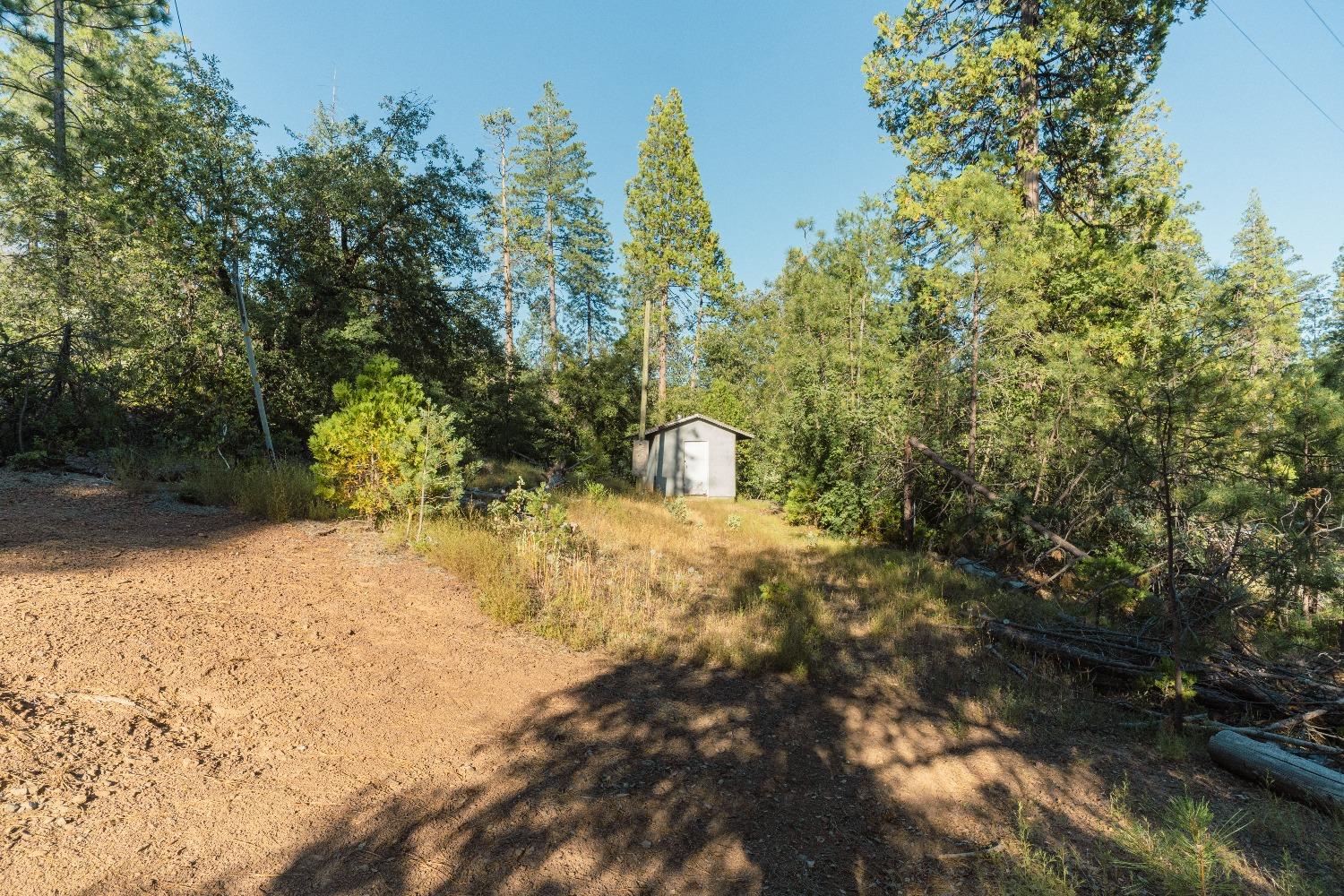 a view of a yard with plants and trees