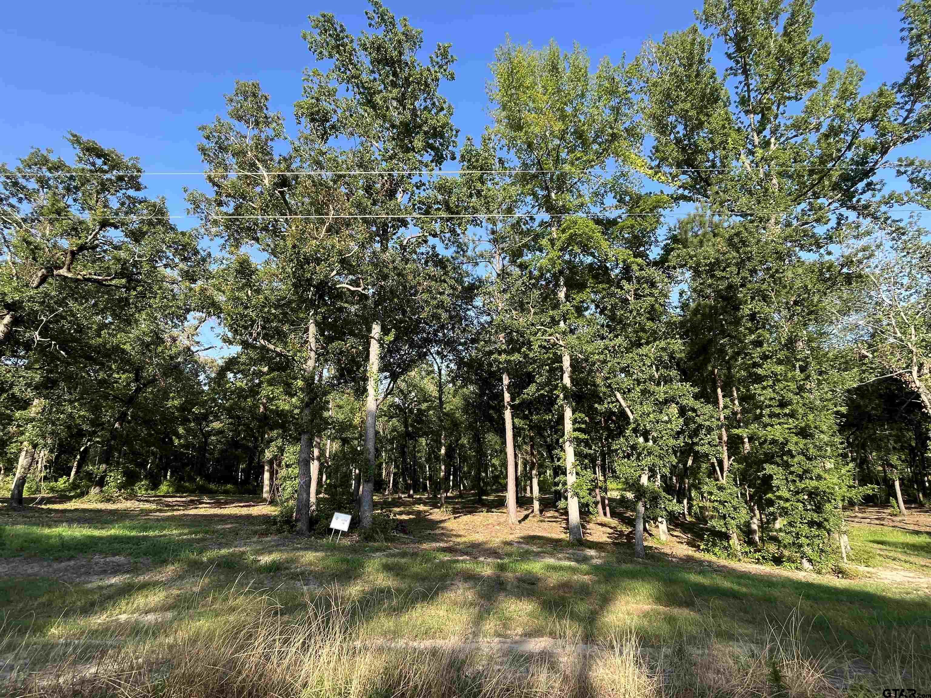 a view of a park with large trees