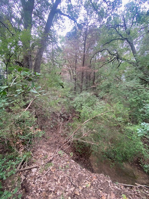 a view of a forest filled with trees