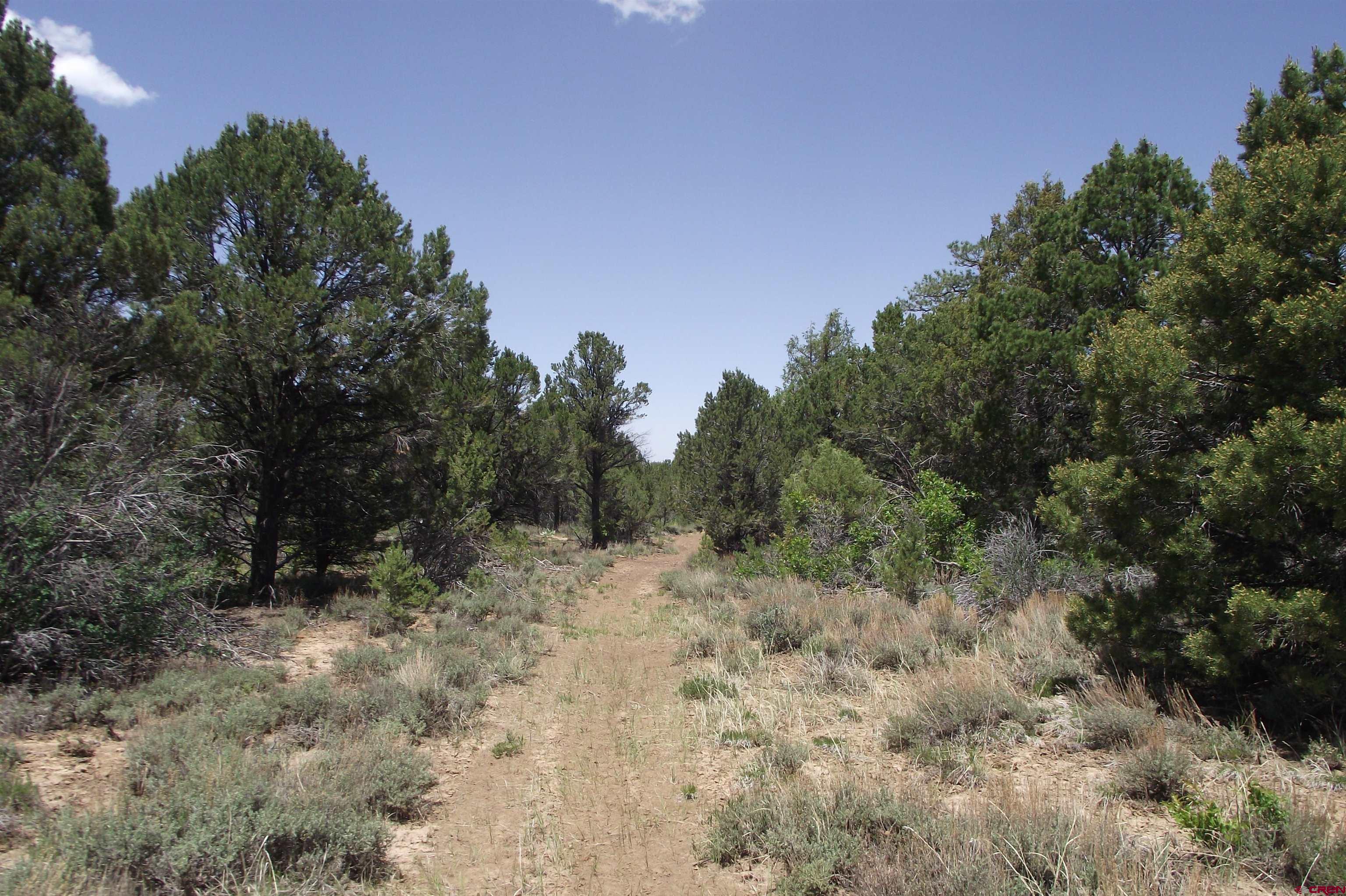 a view of a forest with trees in the background