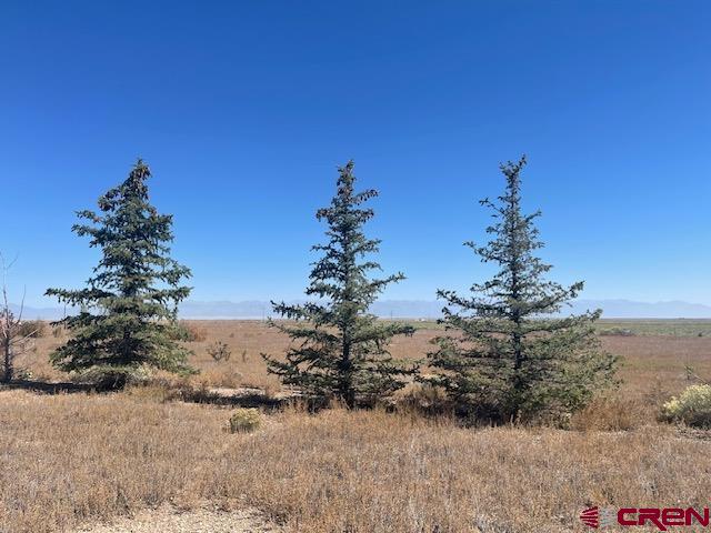 a view of a dry yard with a tree