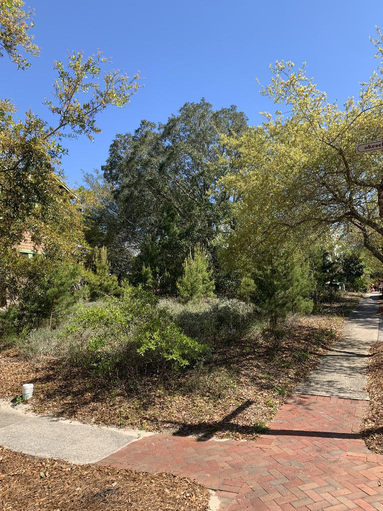 a view of a garden with a tree