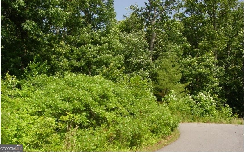 a view of a lush green forest