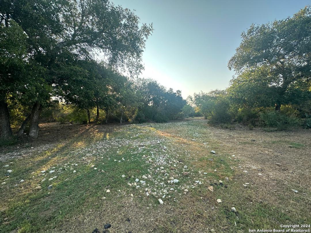 a view of a yard with a tree