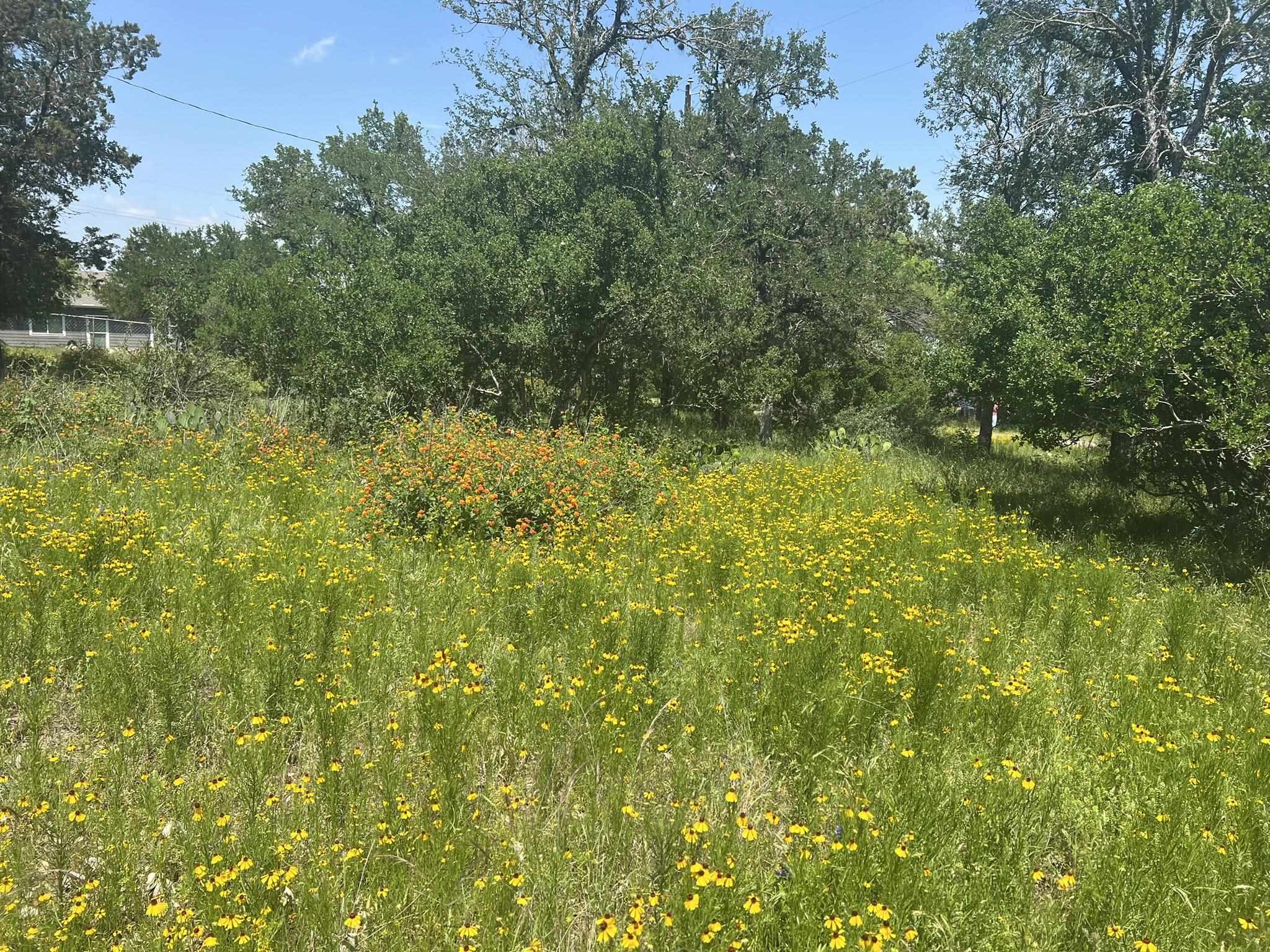 a view of a yard