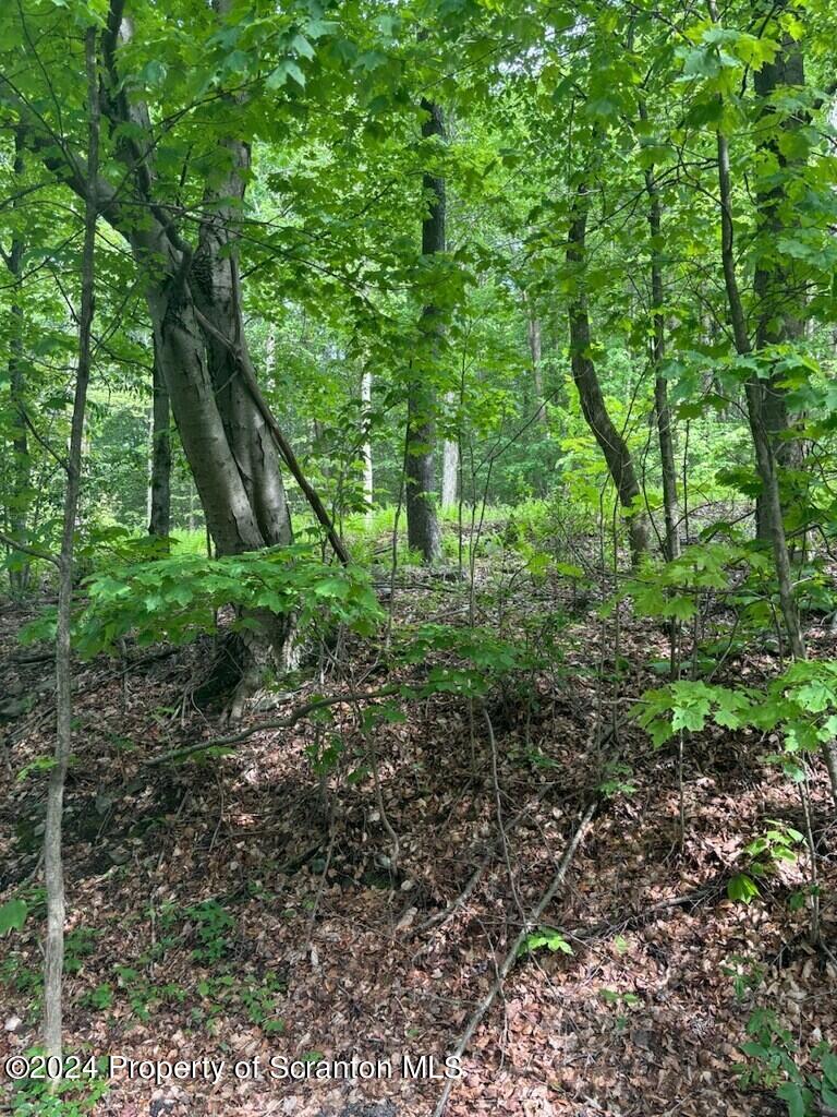 a view of a lush green forest