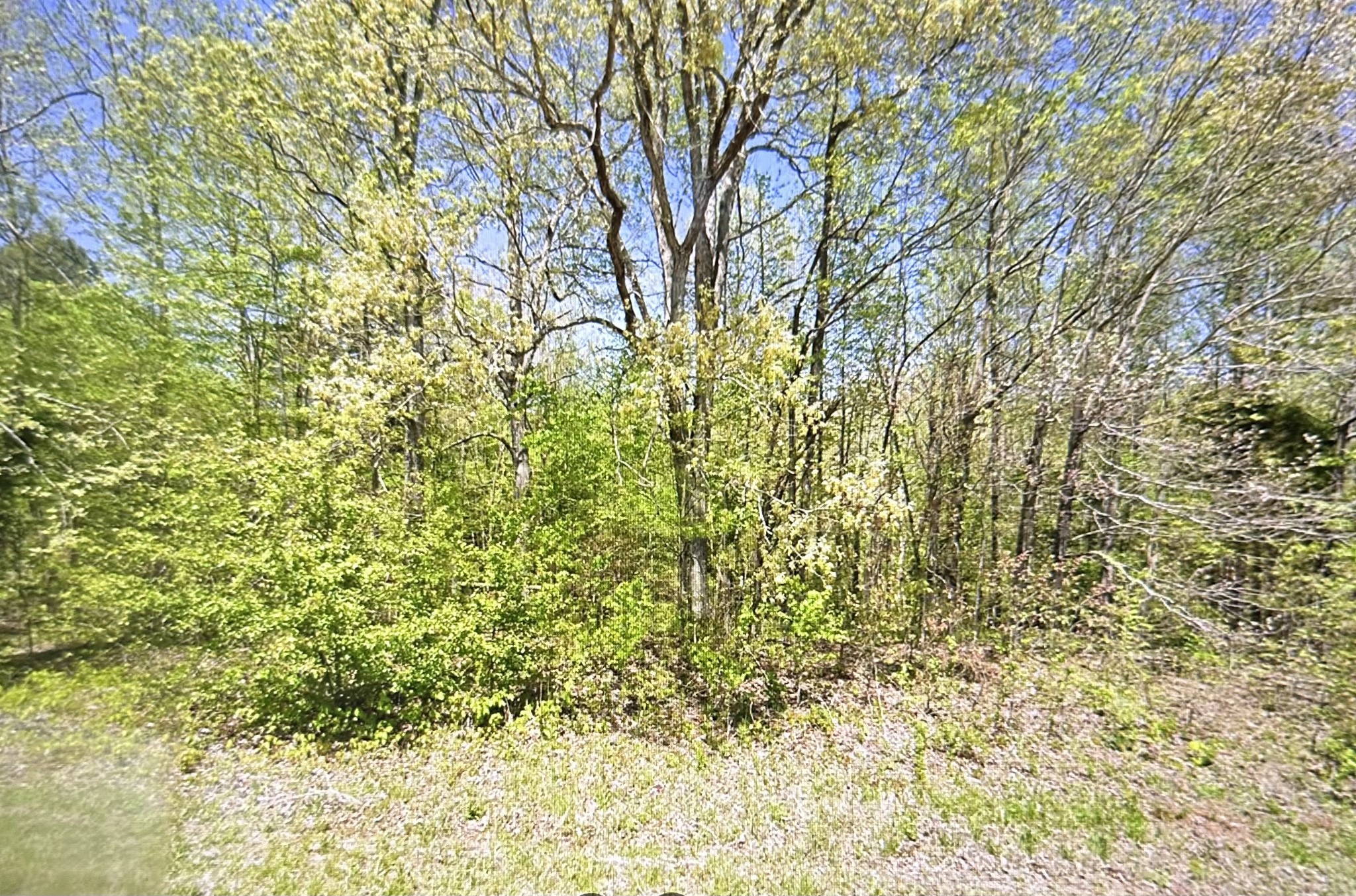 a view of a yard with a tree