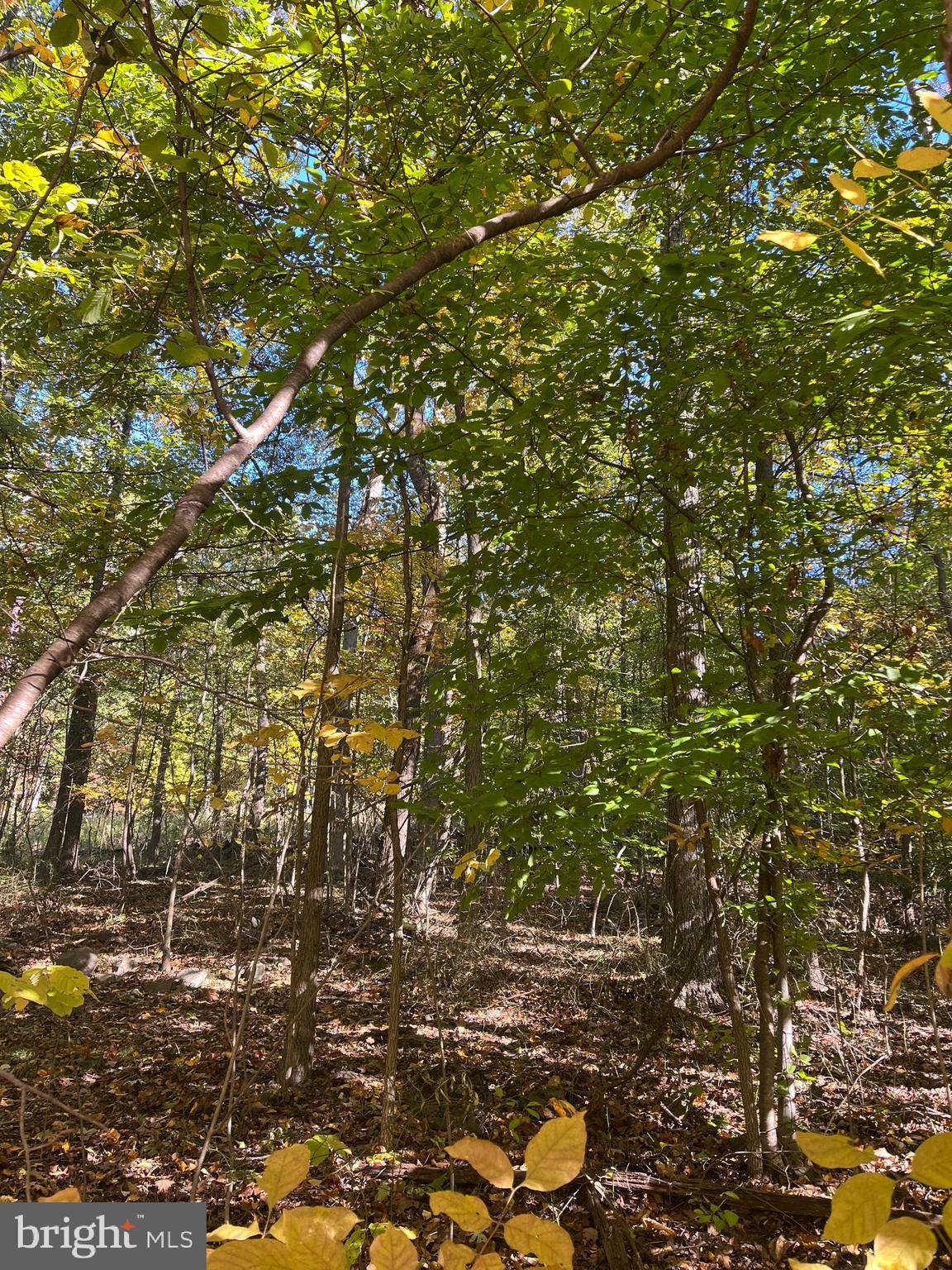 a view of a tree