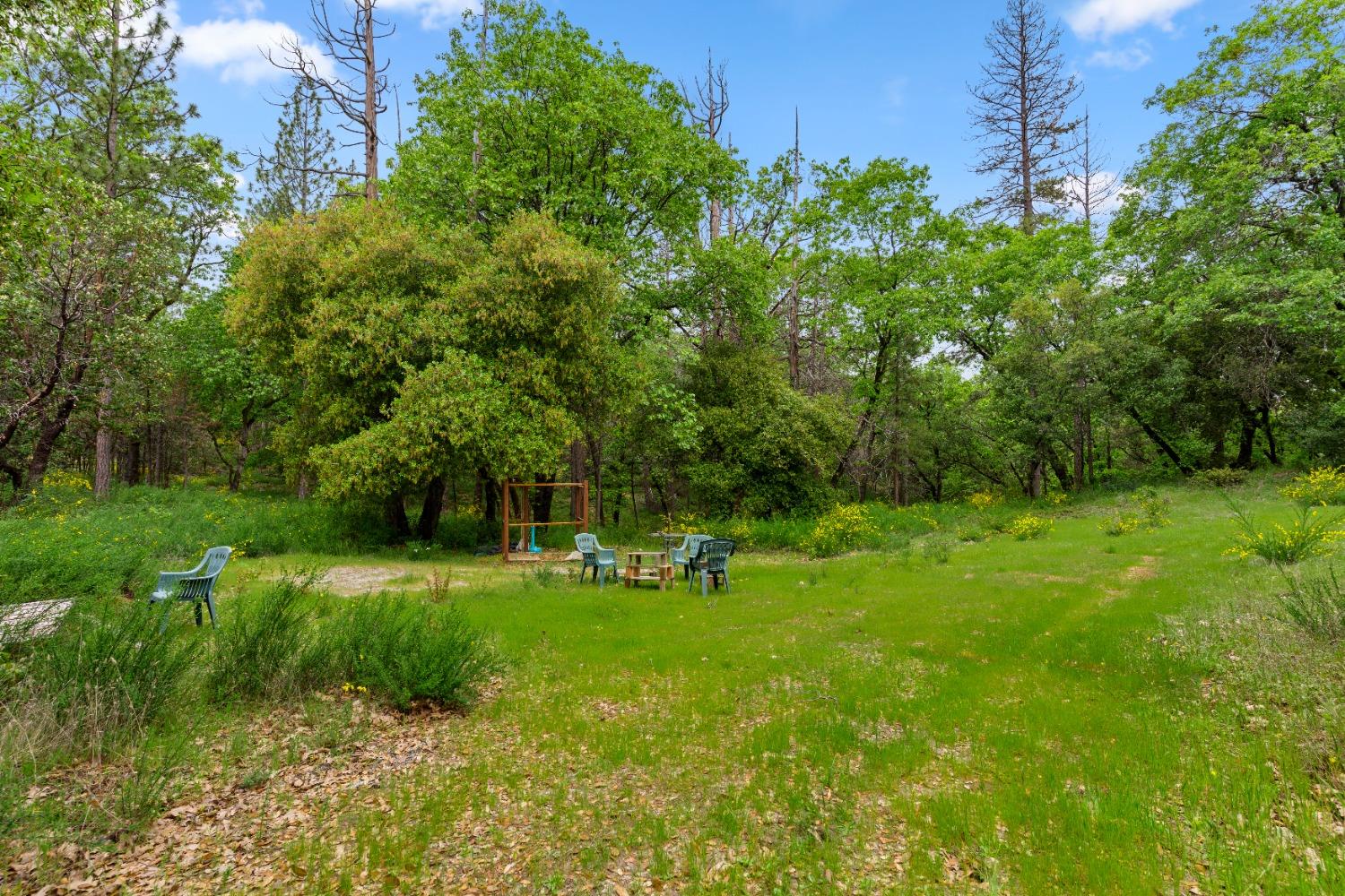 a view of a park with large trees