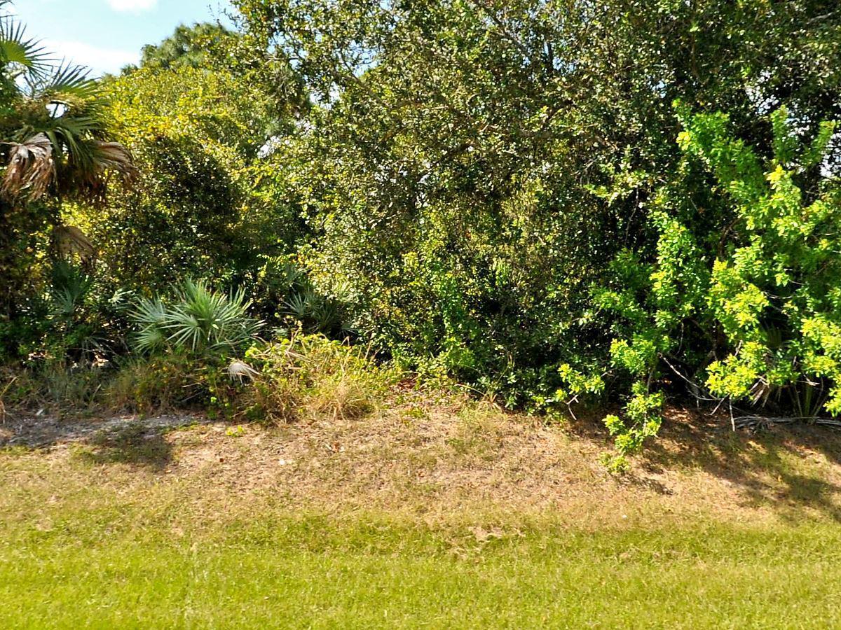 a view of a yard with large trees