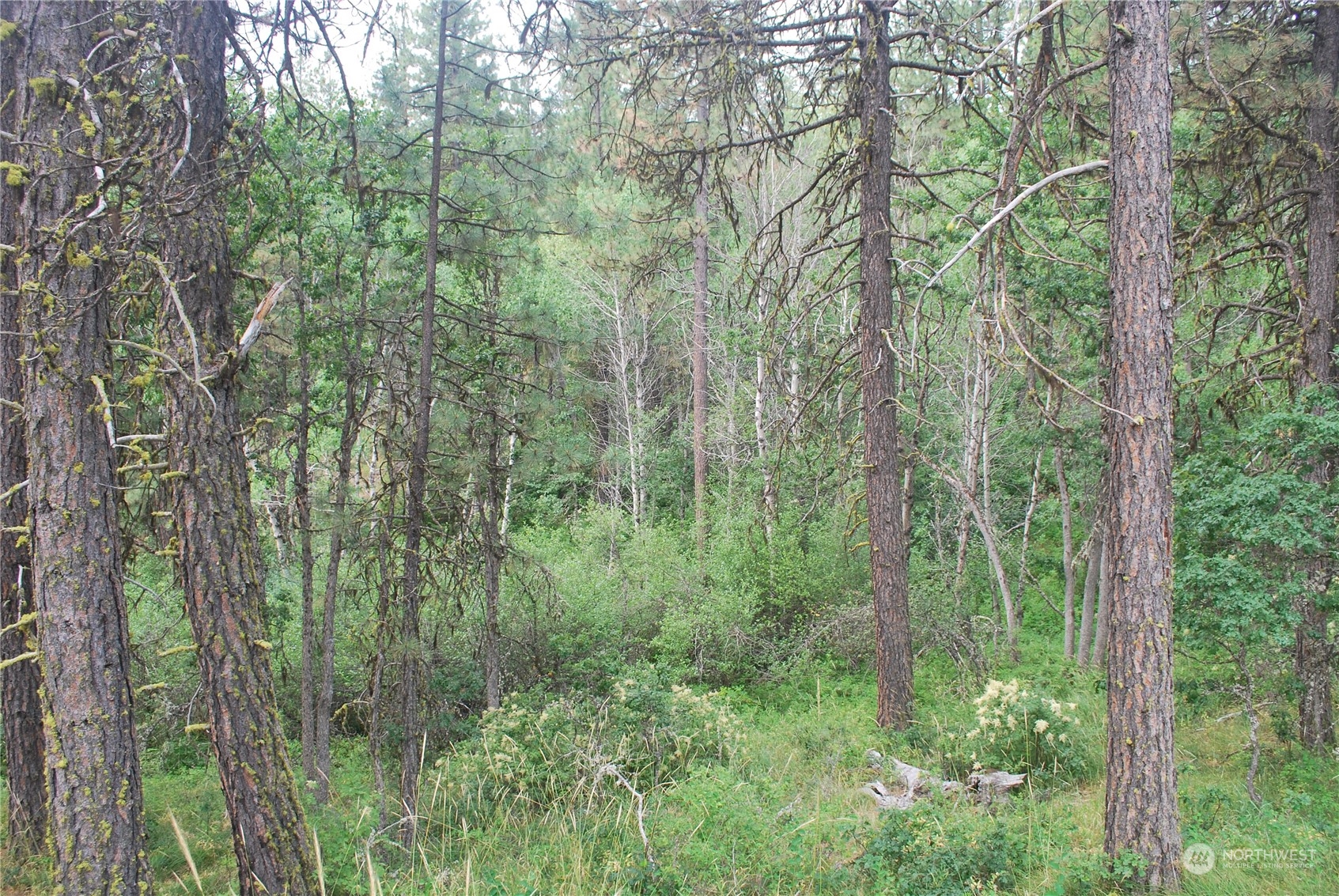 a view of a lush green forest