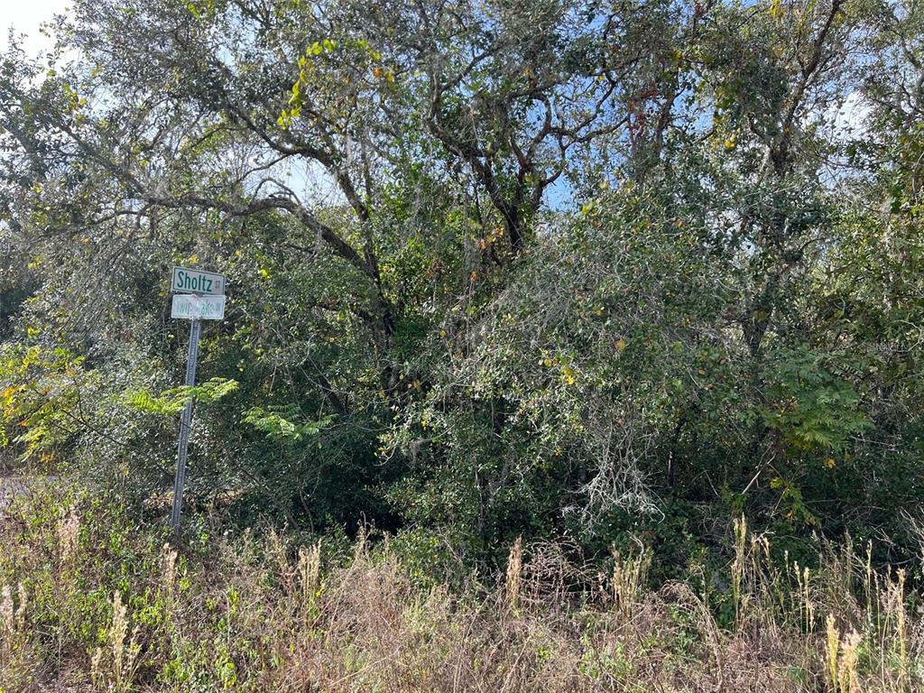 a view of a forest with a tree