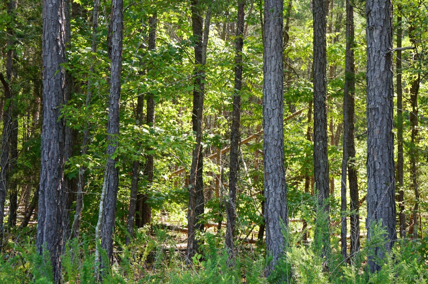 a view of outdoor space and trees