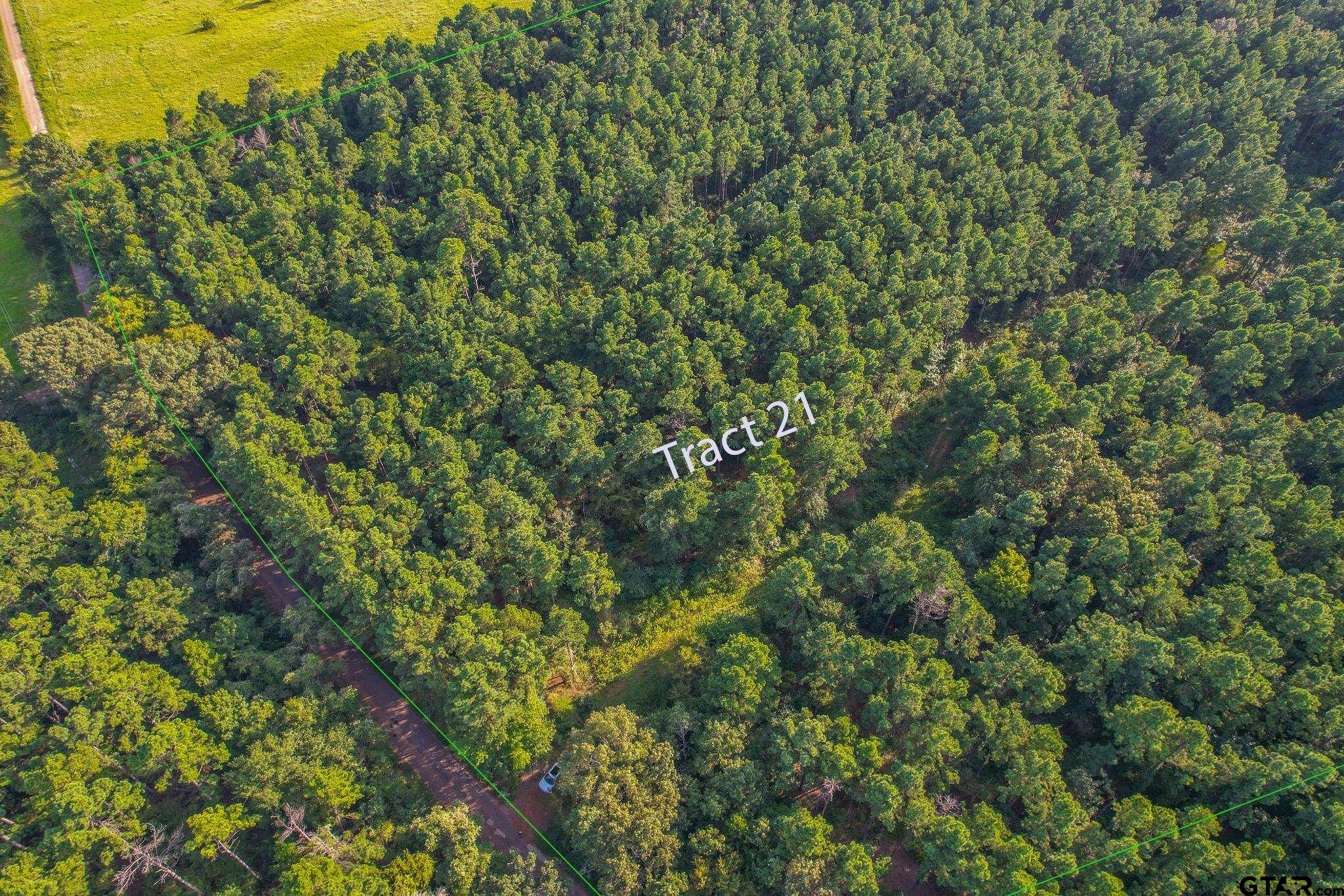 a view of a lush green forest