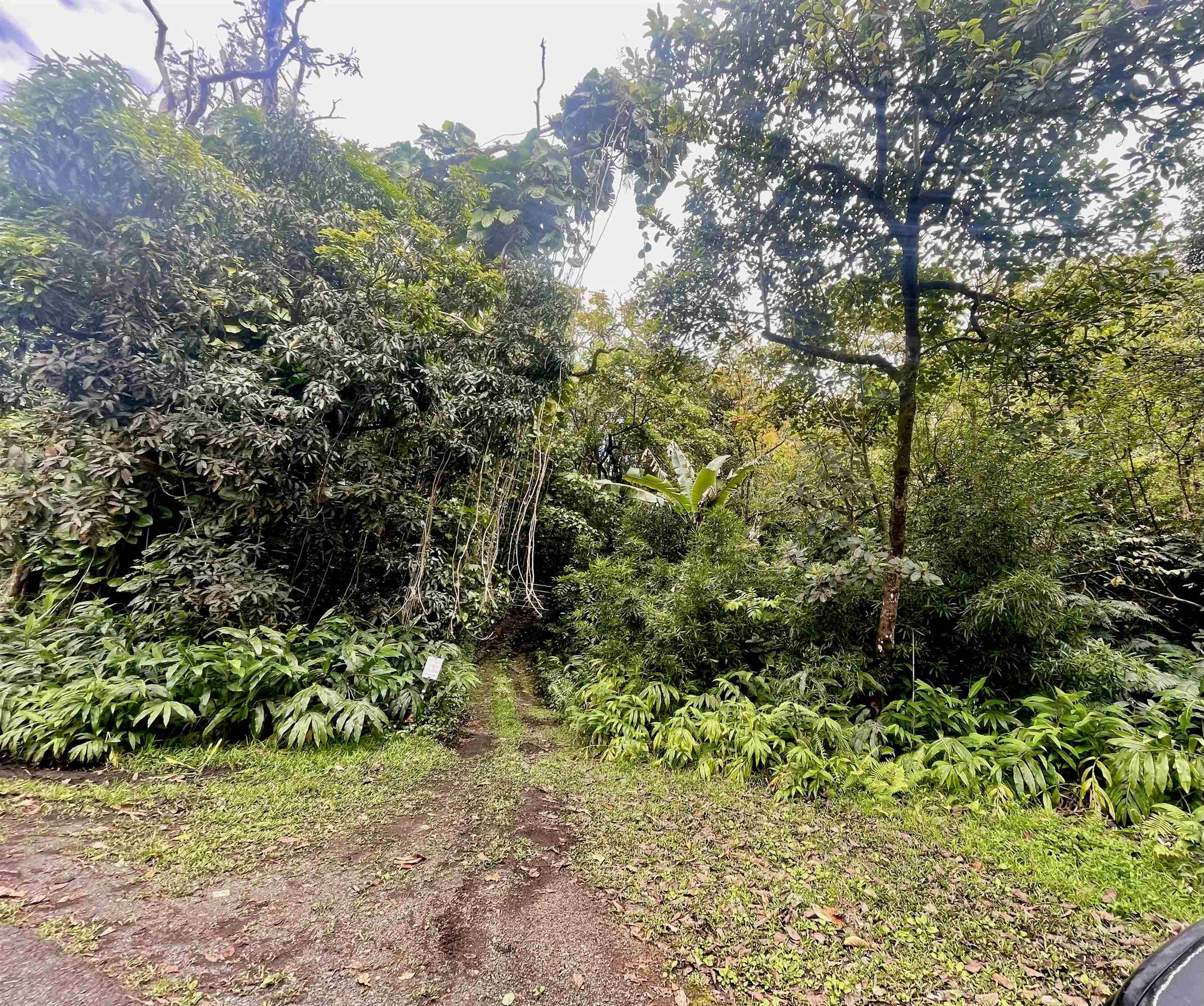 a view of a garden with plants