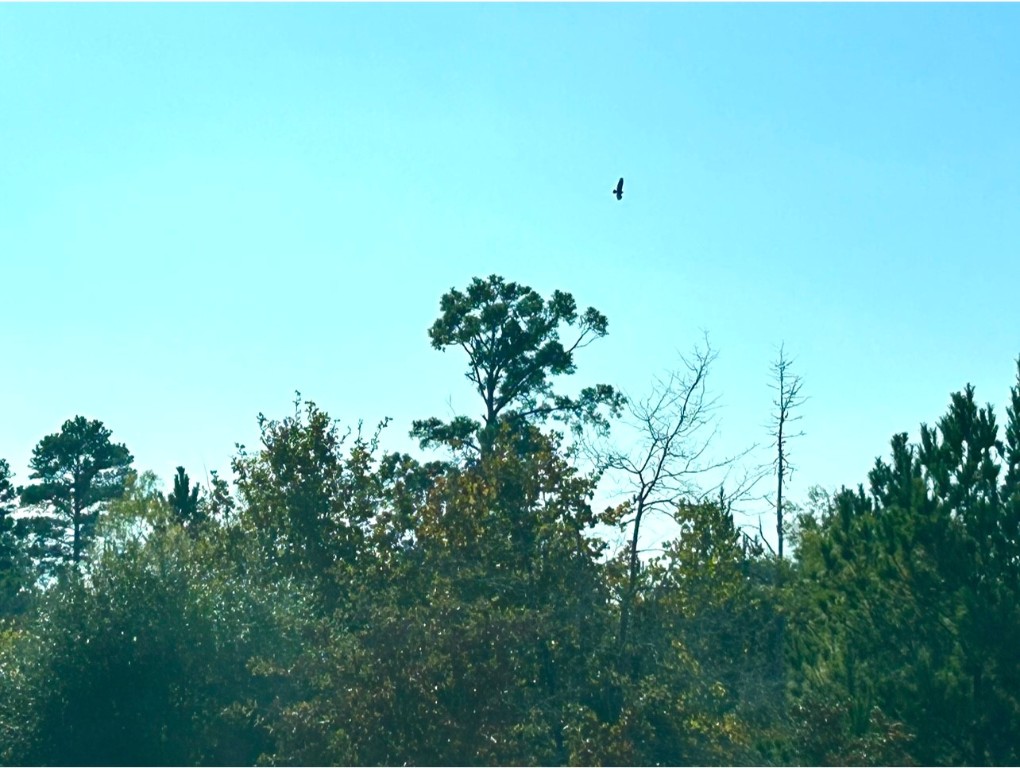 Vacant undeveloped lot is heavily wooded.