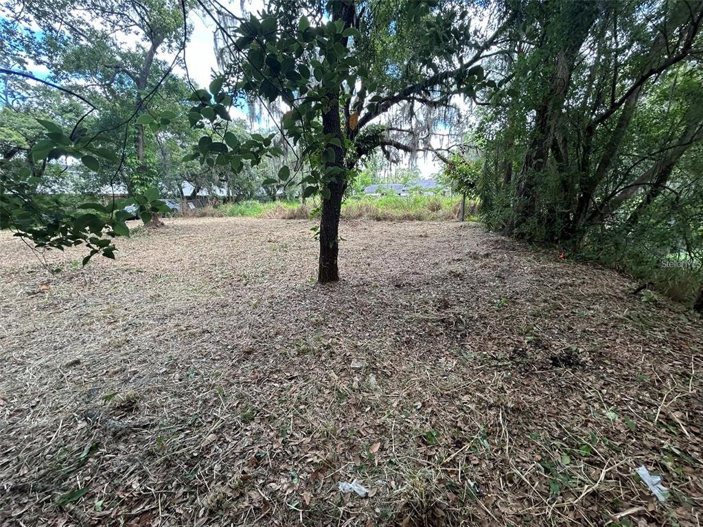 a view of a forest with trees in the background