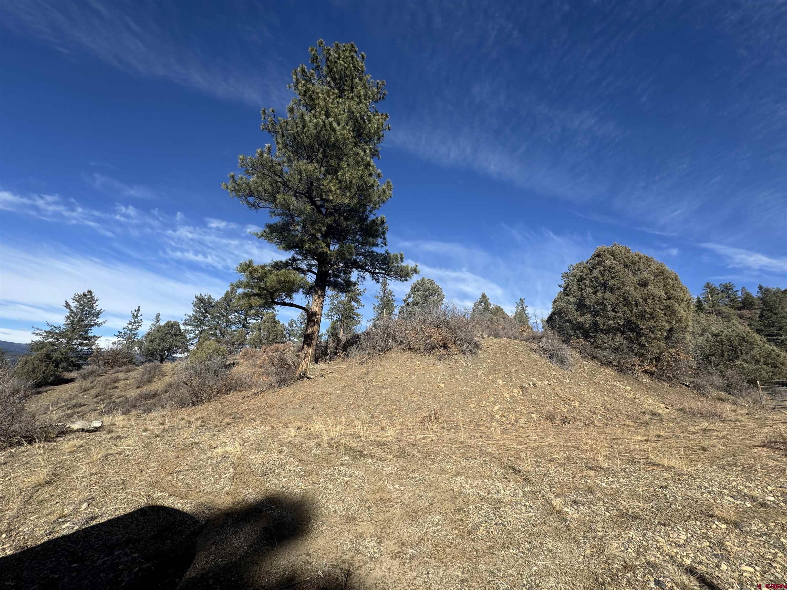 a view of a yard with a tree