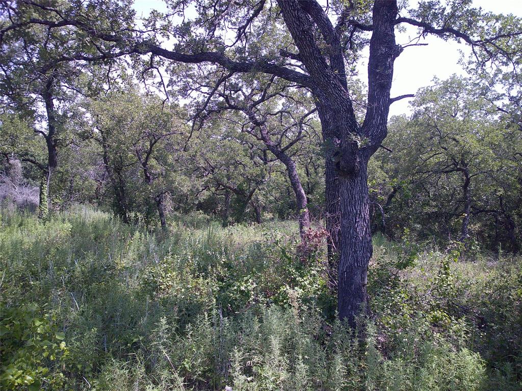 a view of a forest