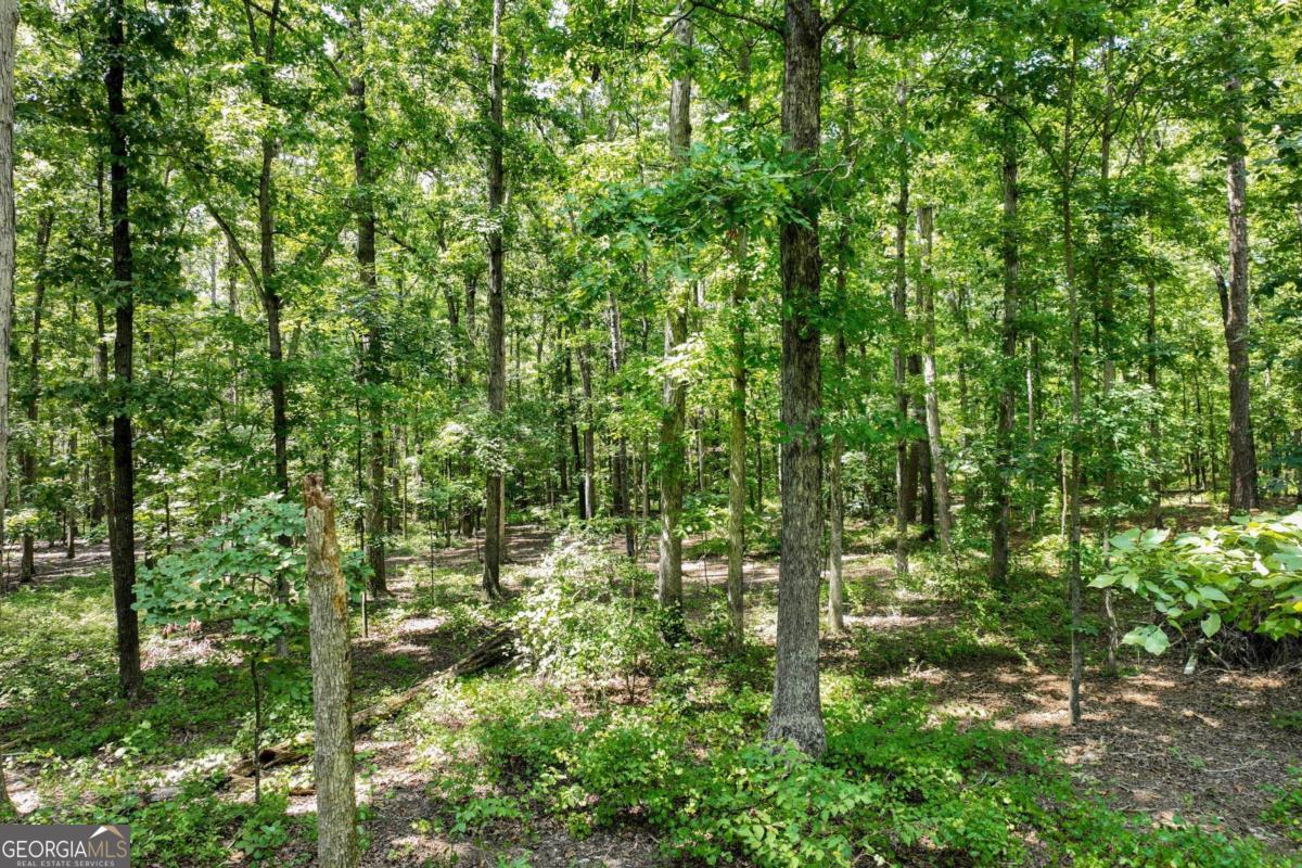 a view of a lush green forest