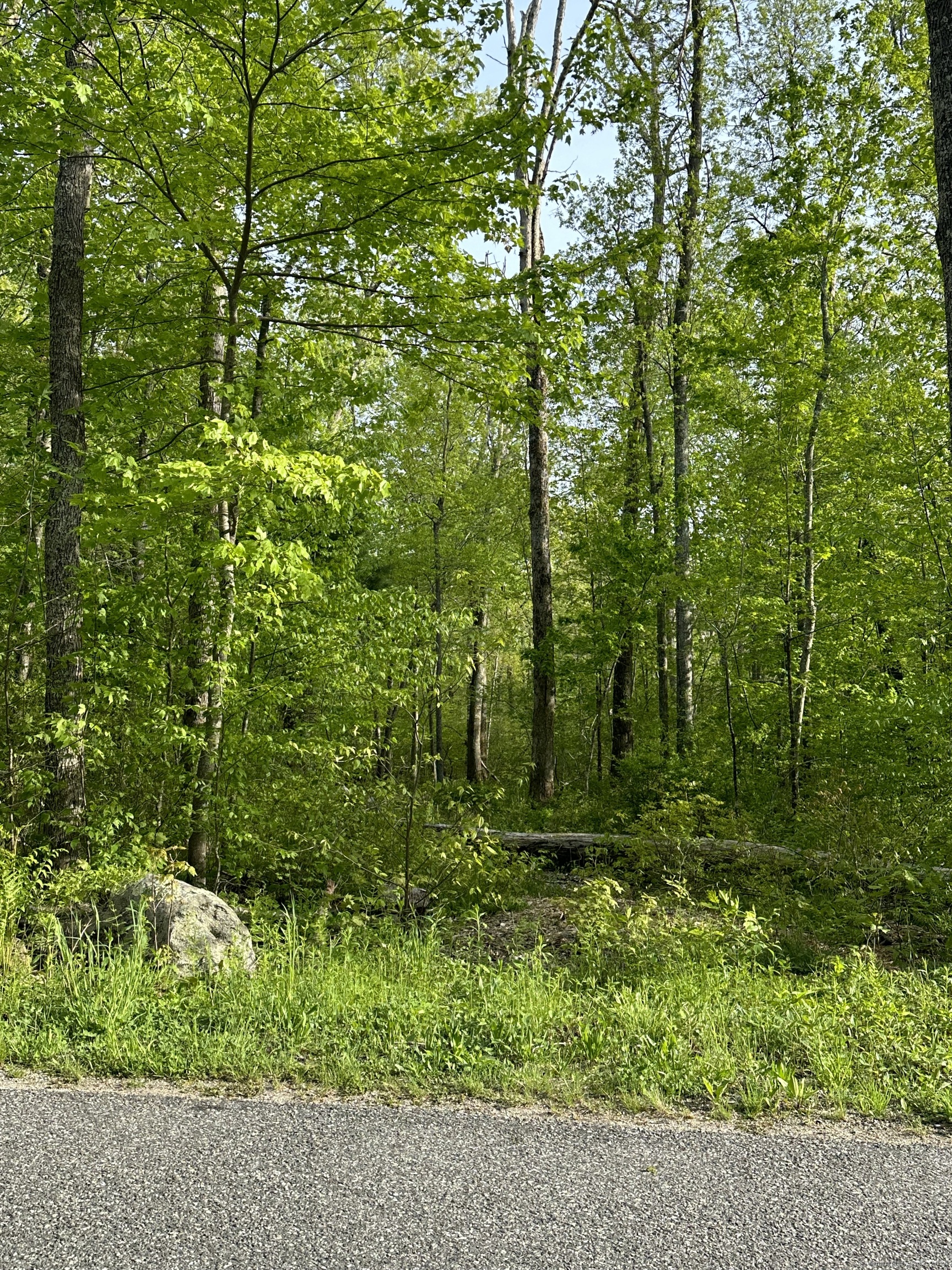 a view of outdoor space and trees