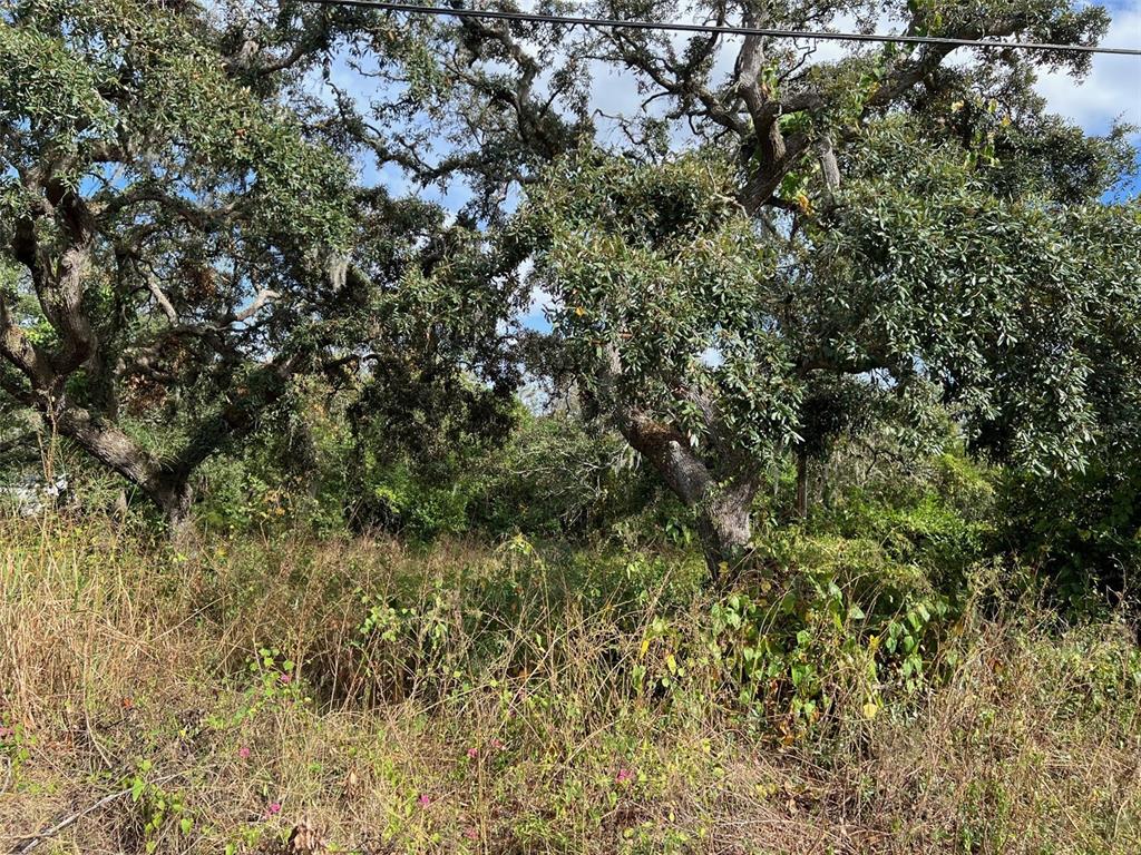 a view of a tree