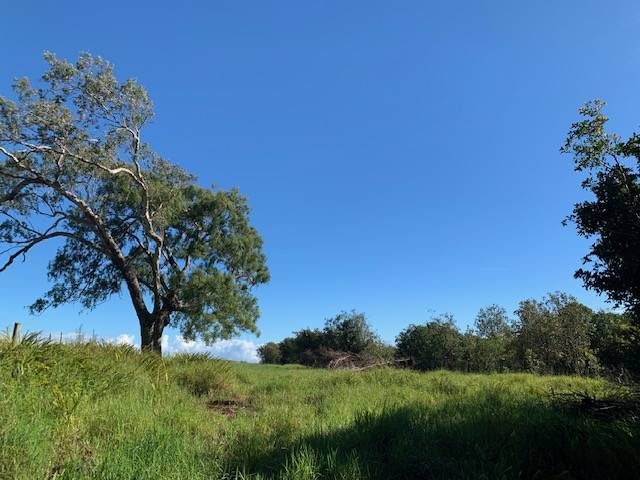 a view of a trees with a yard