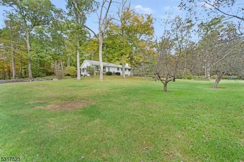 a view of a backyard with tall trees