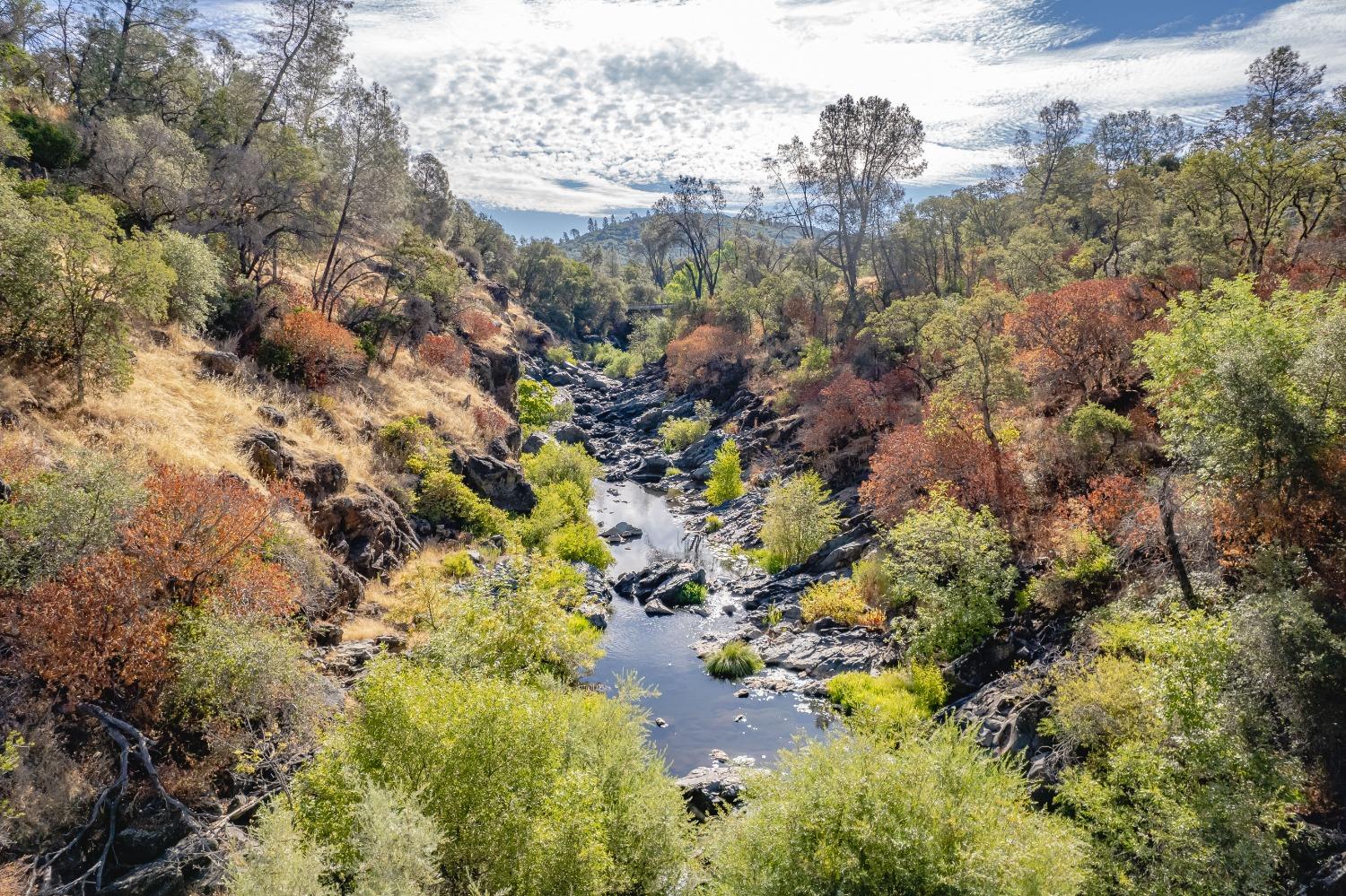 a view of a forest with a tree