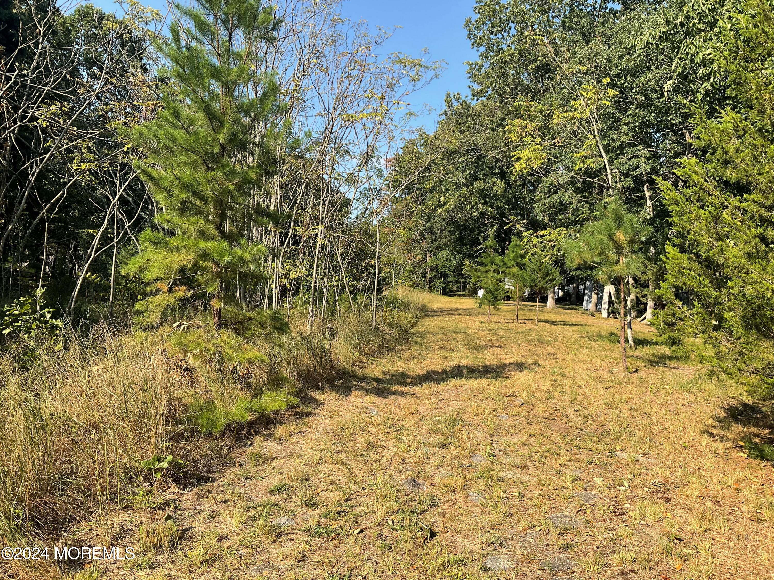 a view of yard with large trees