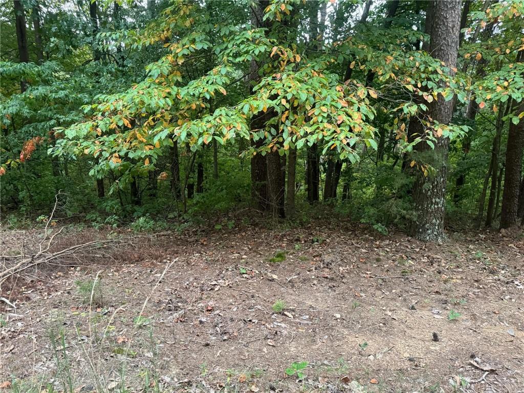 a view of a yard with plants and trees