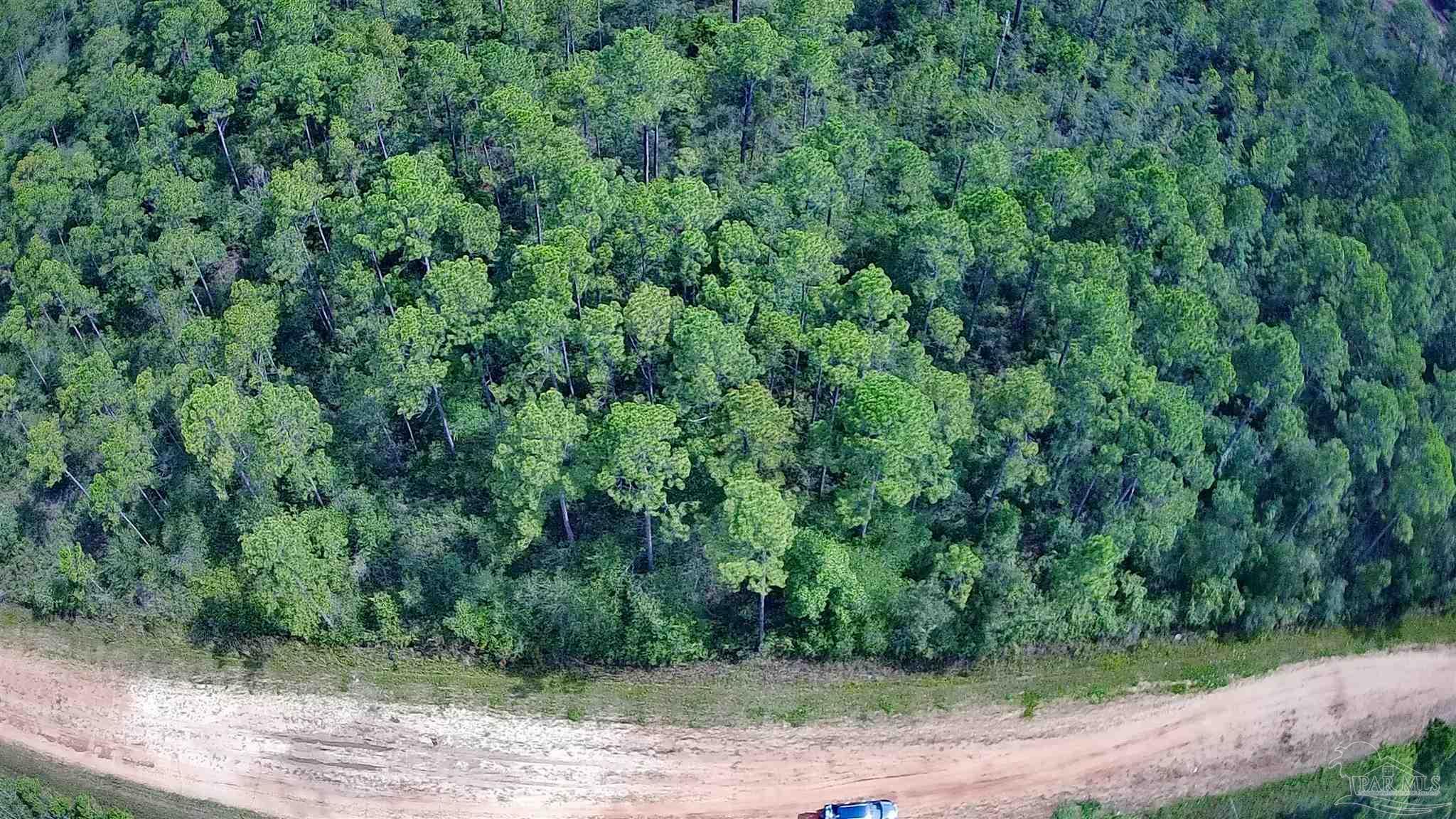 a view of a lush green forest