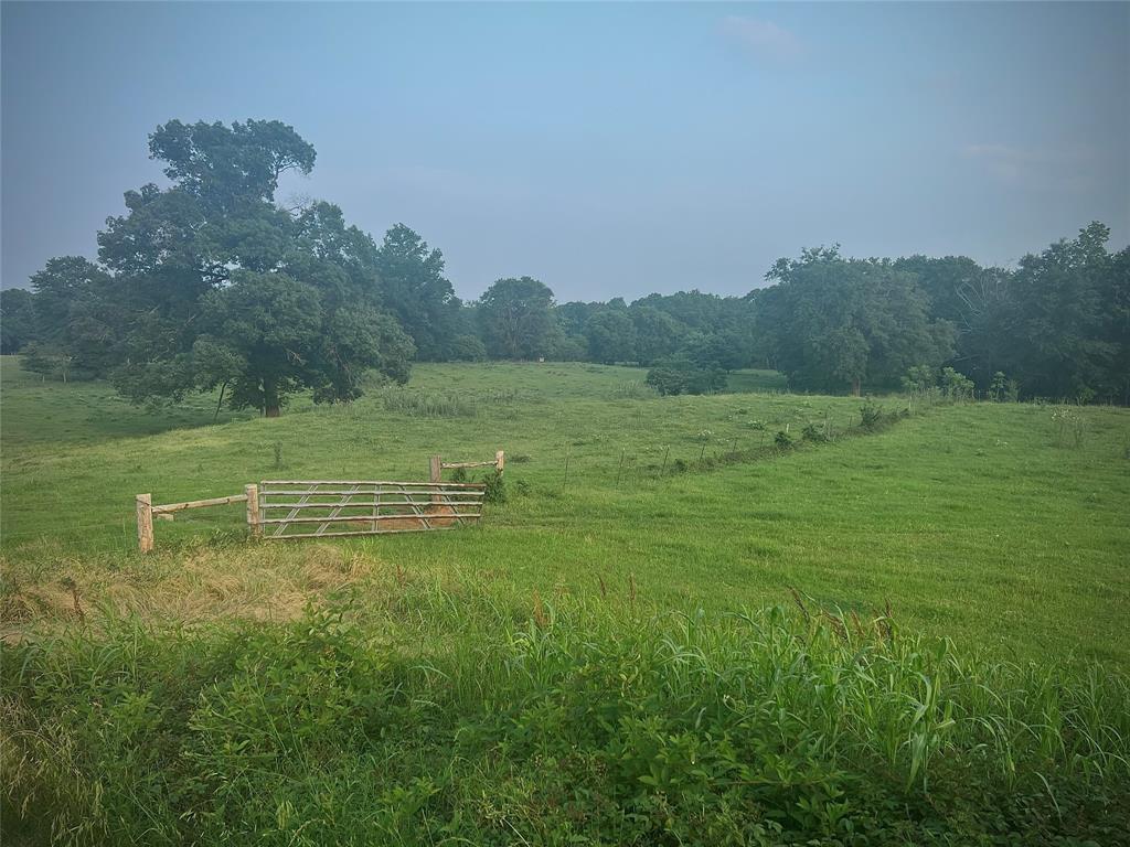 a view of a grassy area with an trees