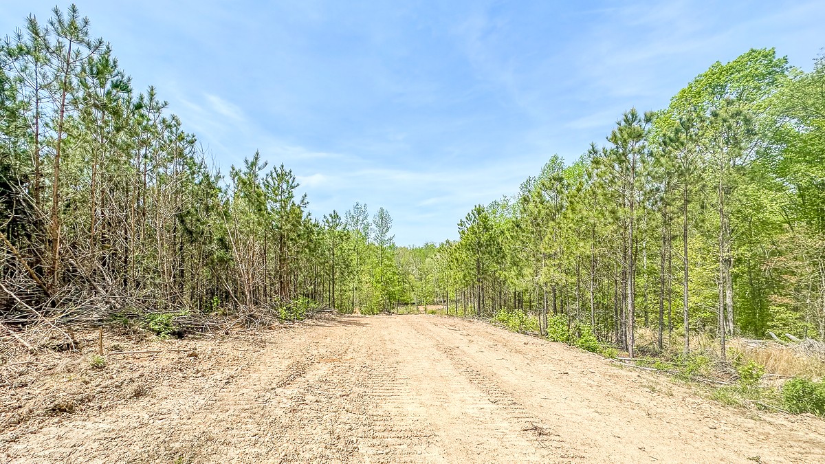 a view of backyard and trees