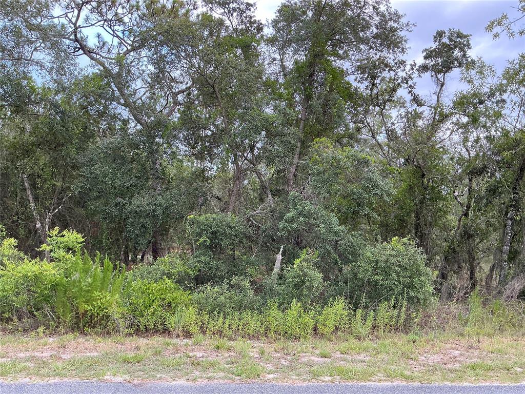 a view of a yard with plants and large trees