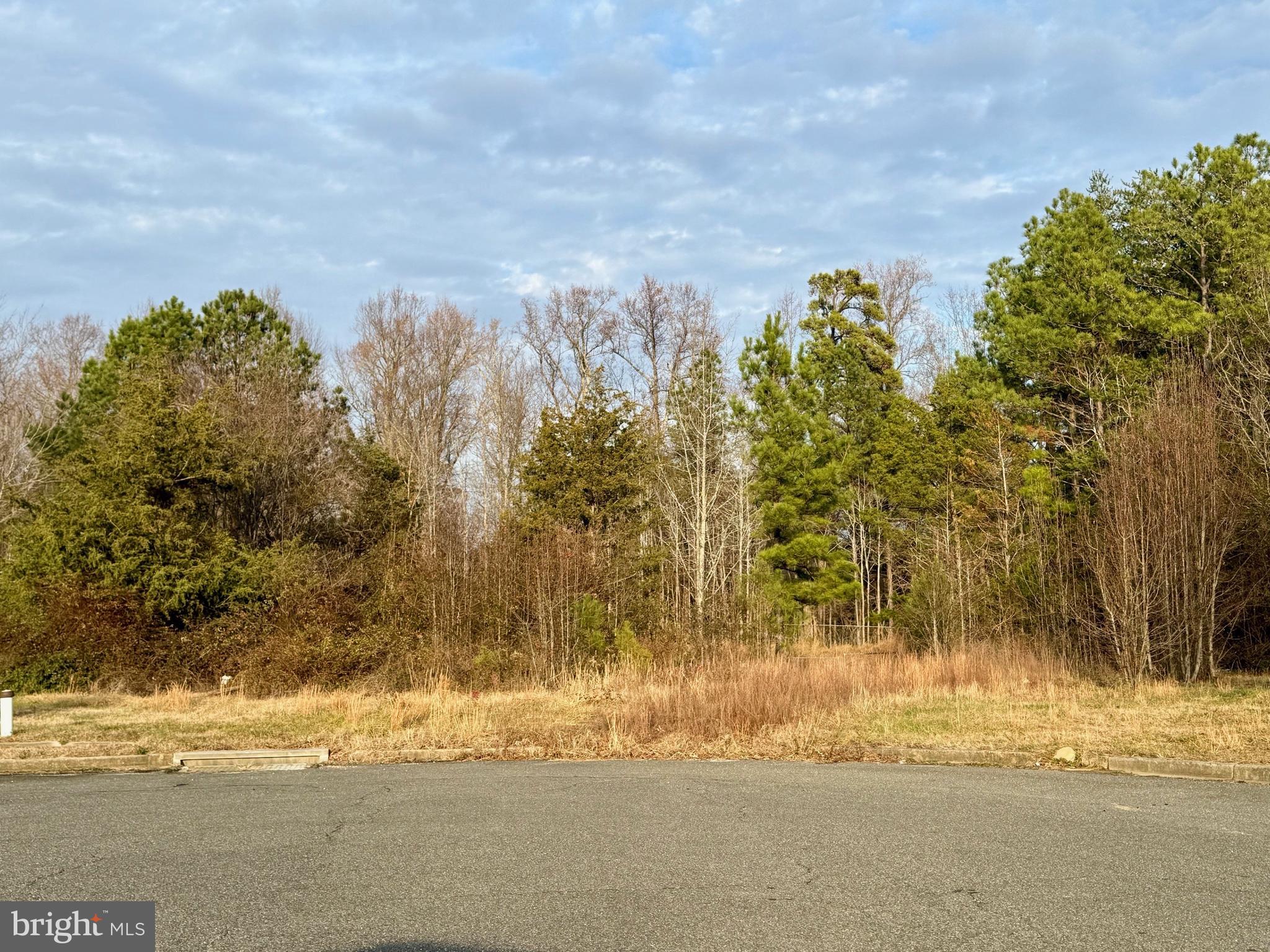 a view of a yard next to a road