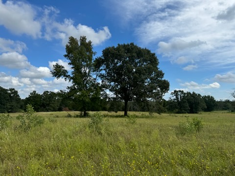 a view of outdoor space with a garden and trees