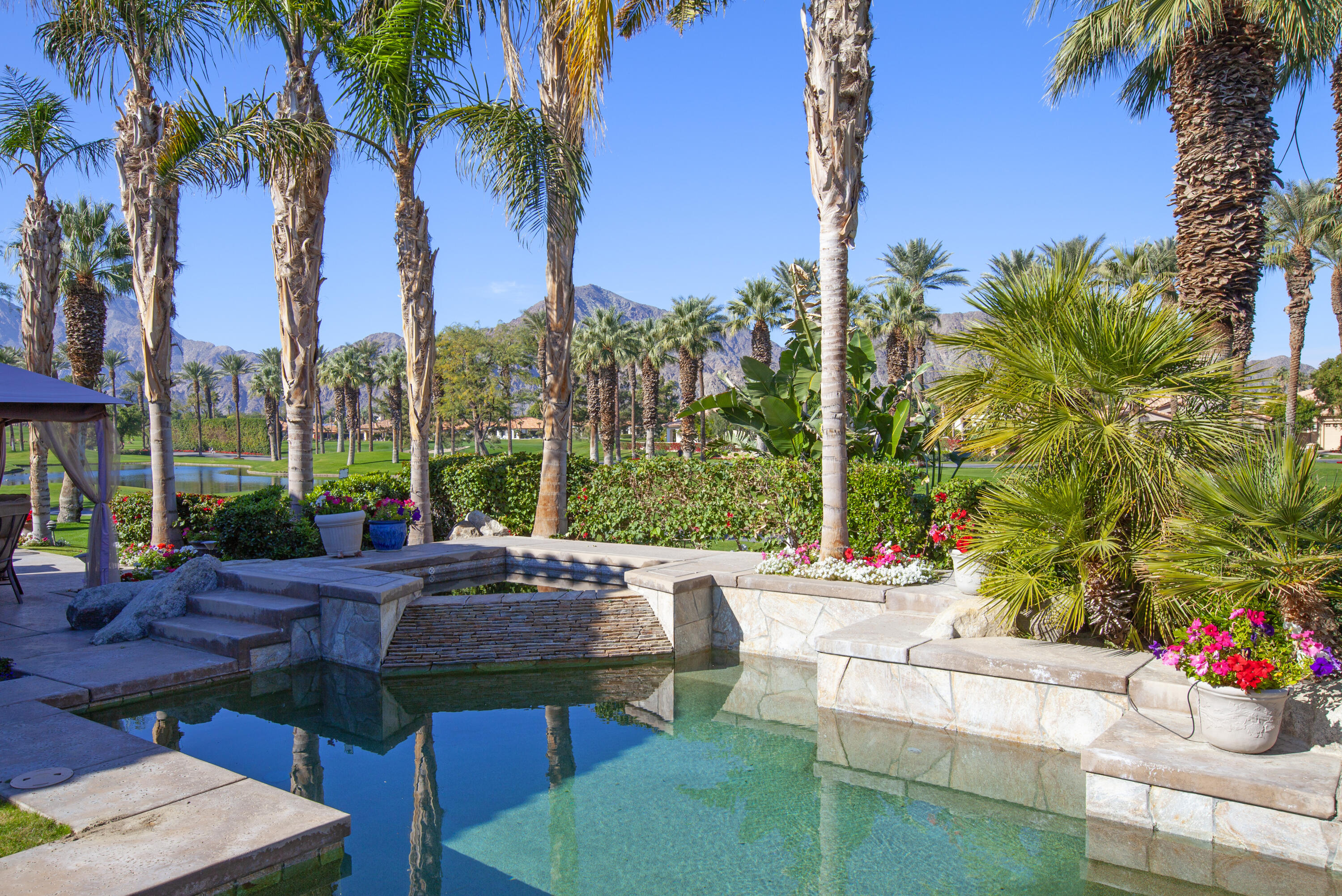 a view of a backyard with plants and palm tree