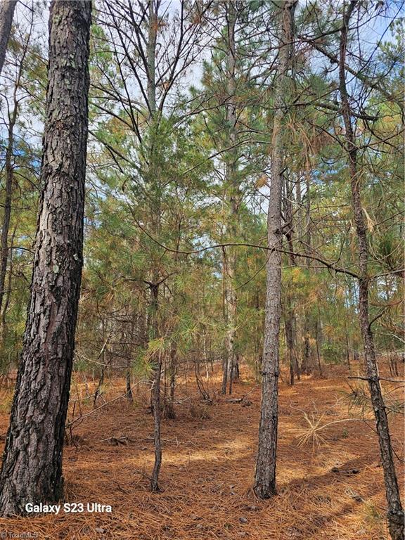 Pines on 5.5 acre parcel