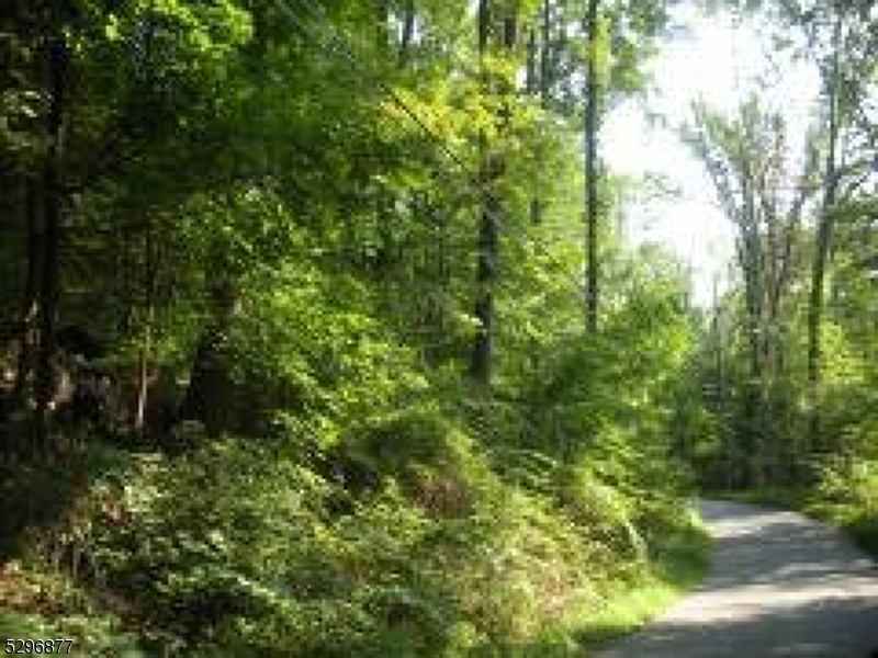 a view of a lush green forest