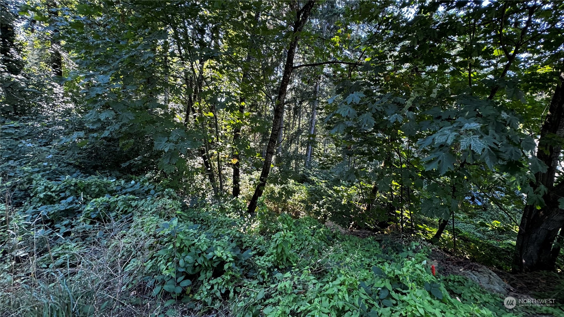 a view of a lush green forest