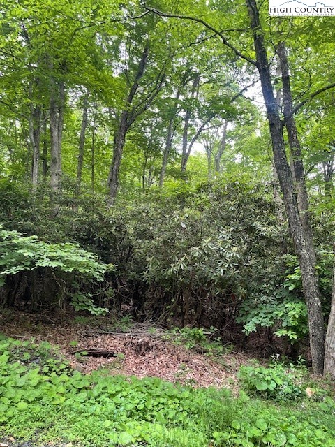 a view of a lush green forest