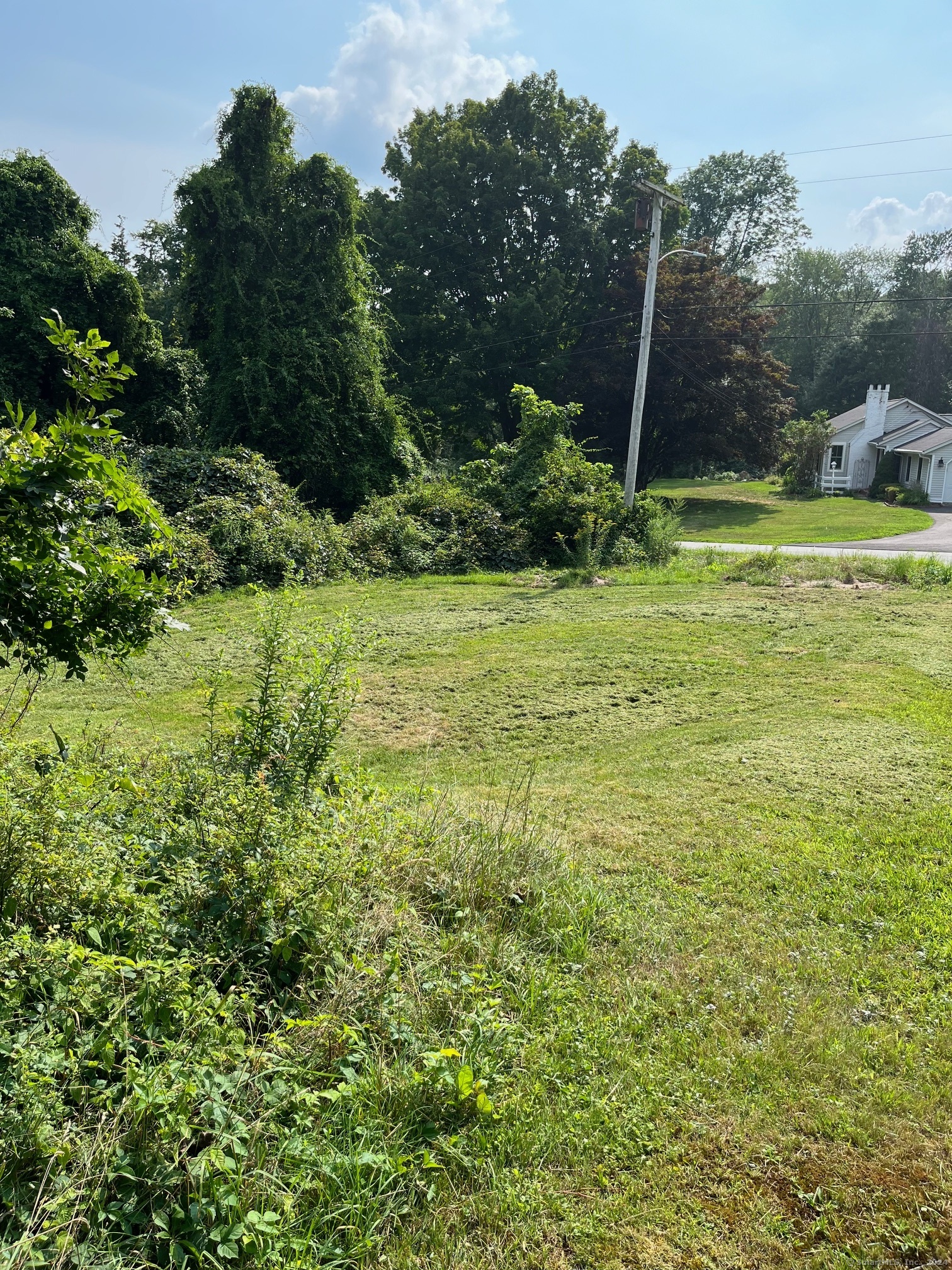 a view of a garden with a tree