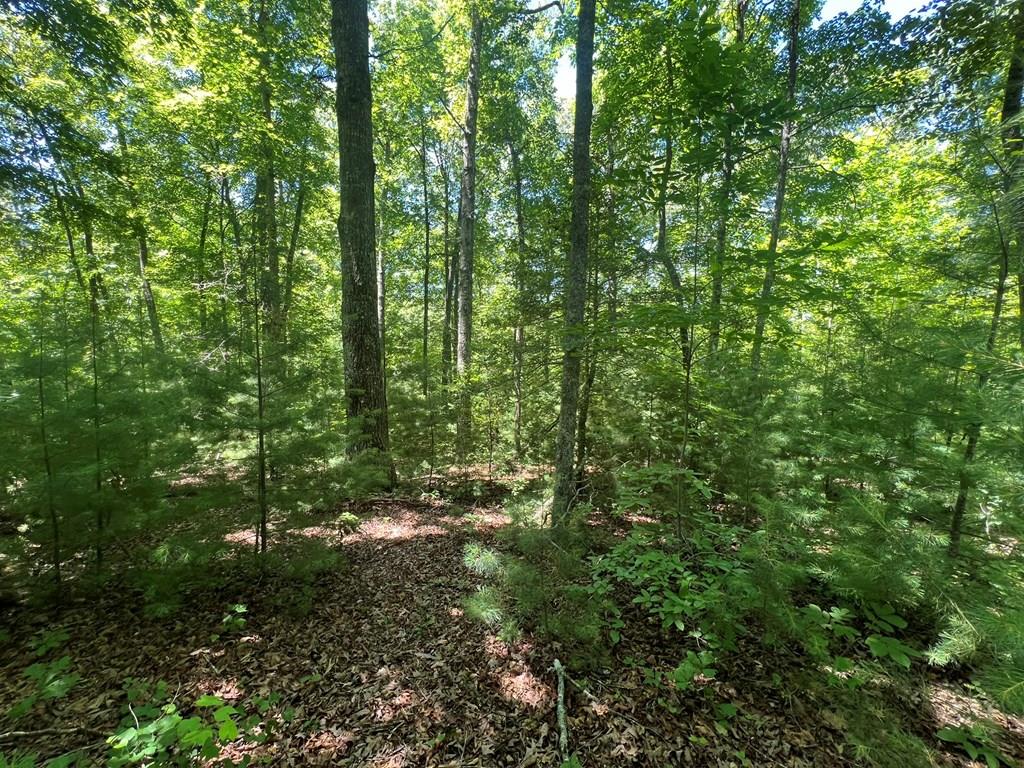 a view of a lush green forest