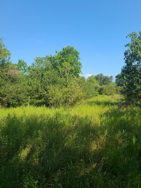 a view of a green field with lots of bushes