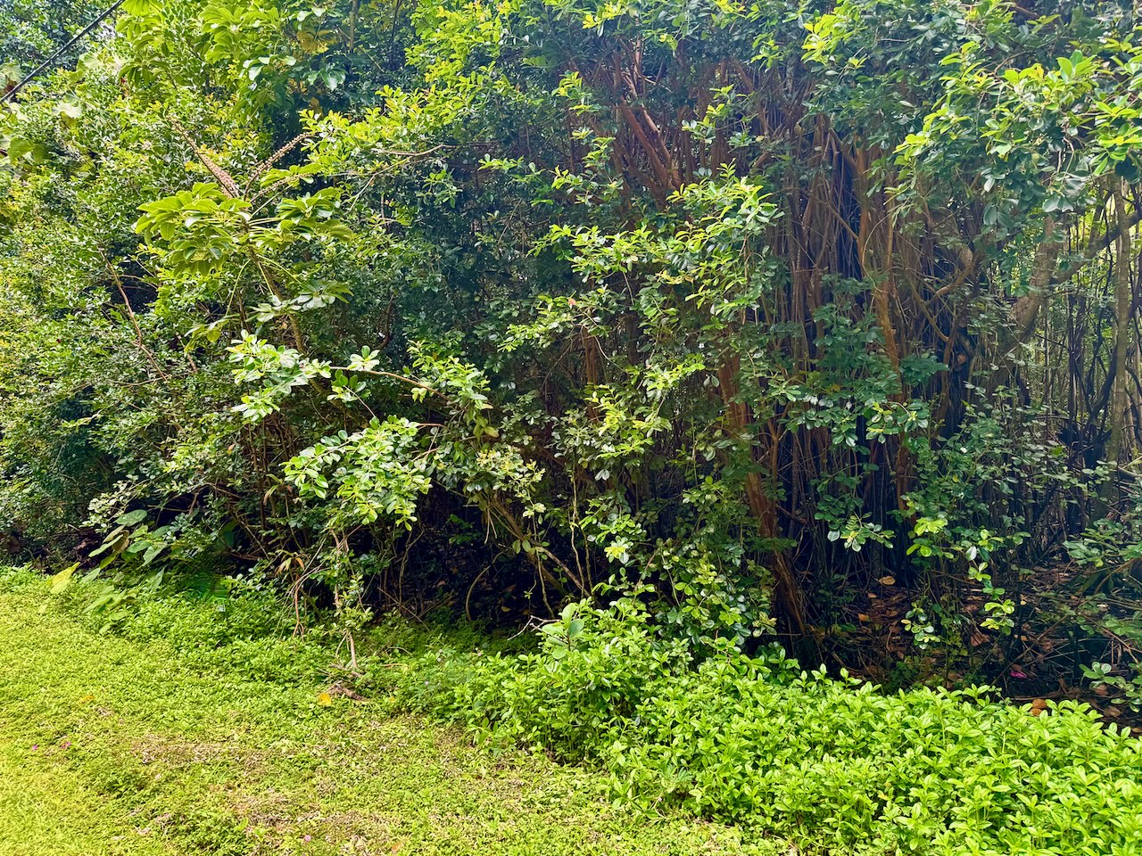 a view of a plant in a garden