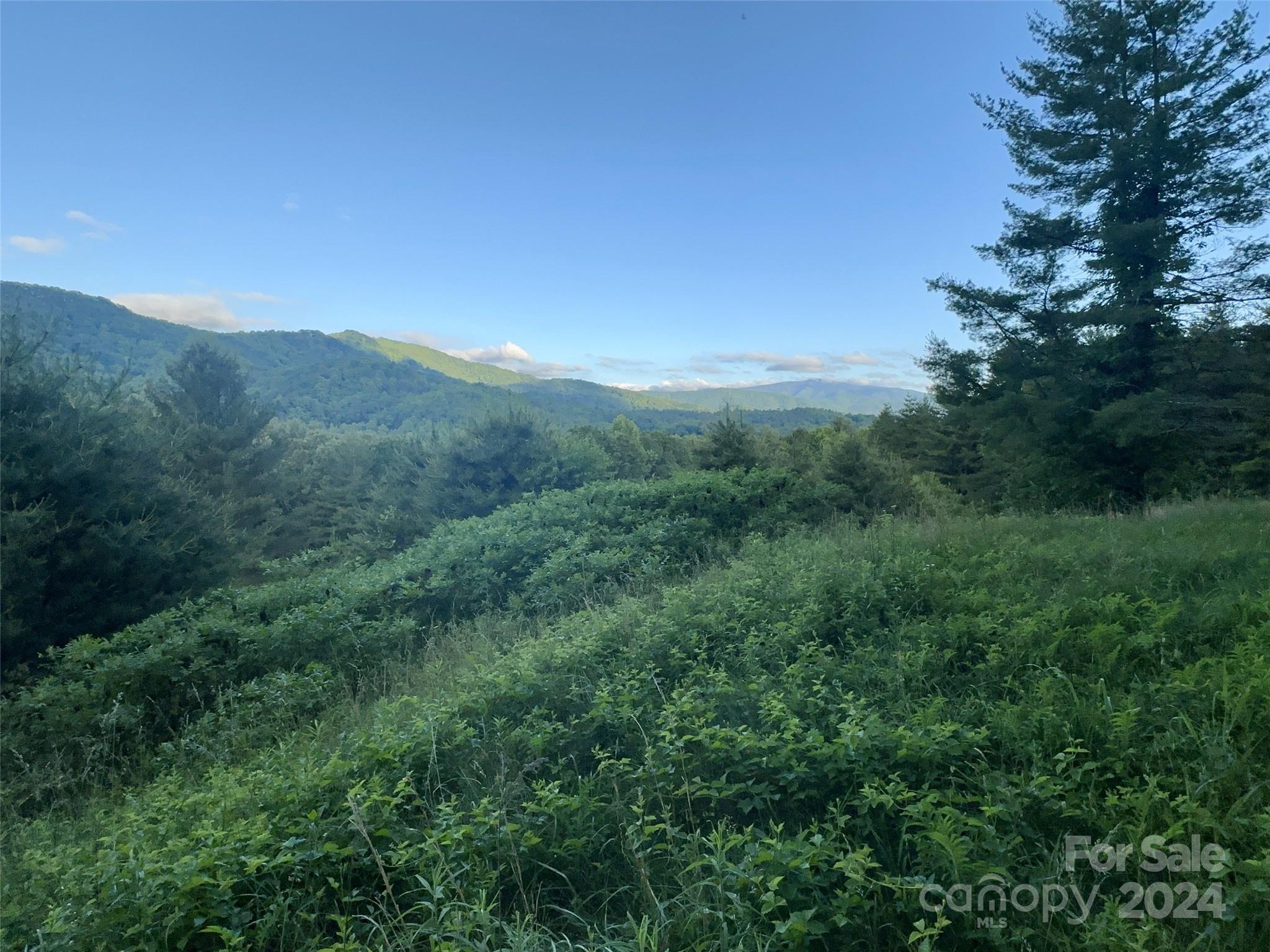 a view of a lush green forest with a mountain