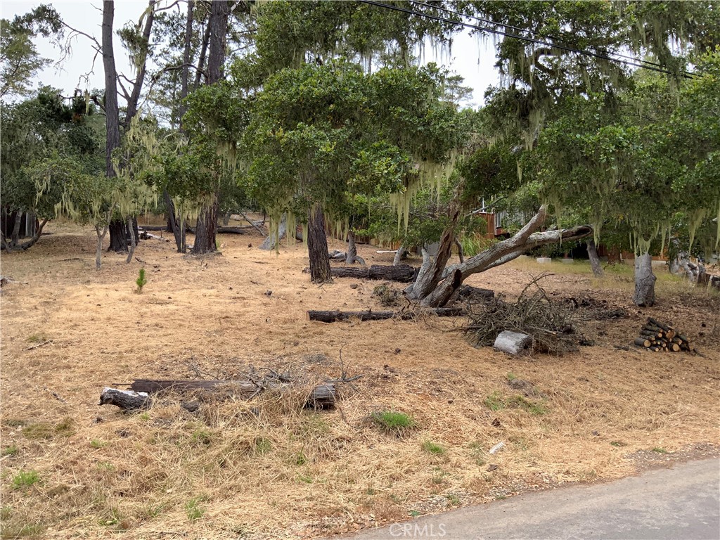 a view of a yard with a tree